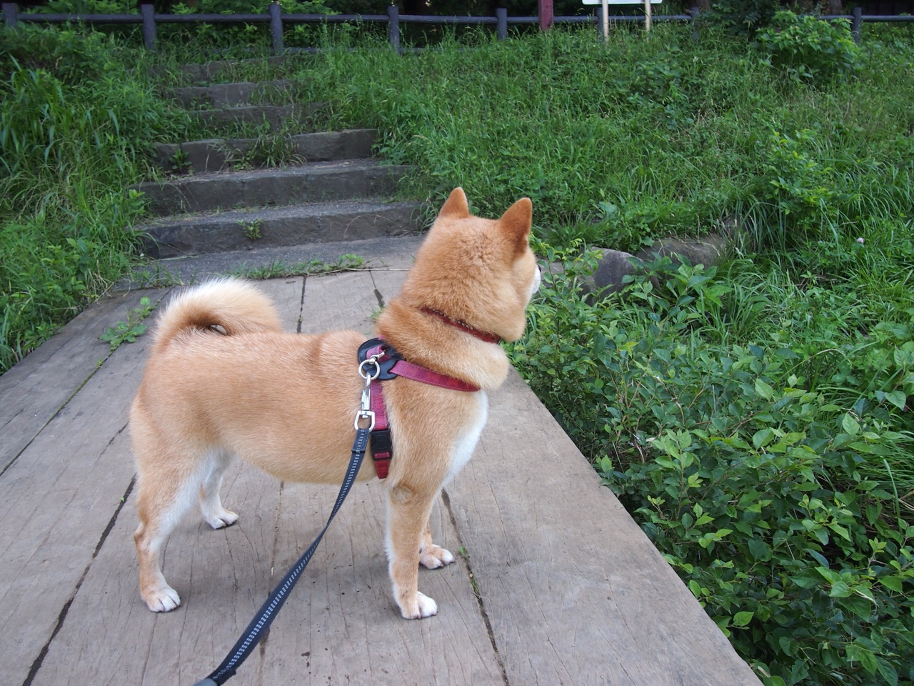 开云网站-节奏稳定性是否直接影响球队整体命中率,节奏稳是什么意思