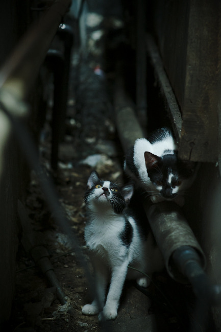 开云体育官网下载安装-国家队对外战绩波动是否源于训练节奏不一,国家队深度解析